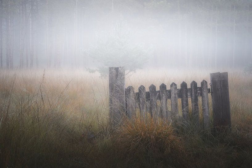 Forest photography &quot;the little fence in the field&quot; by Björn van den Berg