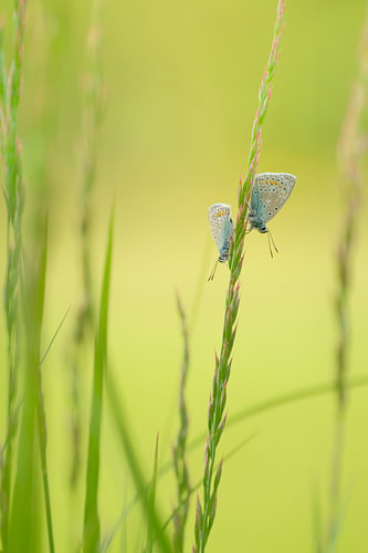 Icarusblauwtjes op sprietdate