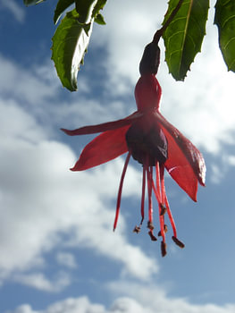 Rododendron