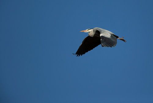 Reiger