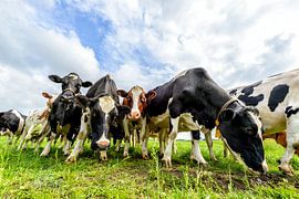 Cows in a field during a beautiful springtime day by Sjoerd van der Wal Photography