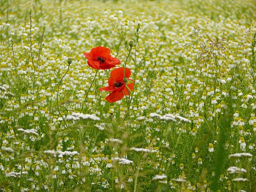 Klaprozen in een weiland