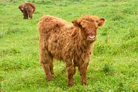 Rotbraunes schottisches Hochlandrindkalb in freier Wildbahn im Gras