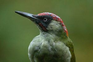 Portrait d'un pic vert
