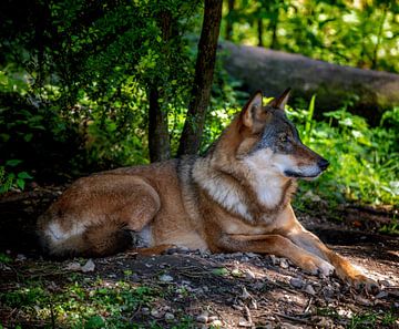 Close-up van een Eruopische wolf in het bos van ManfredFotos
