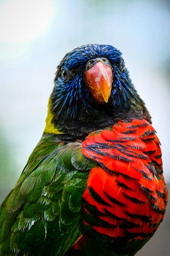 Portrait of a Lorinii parrot