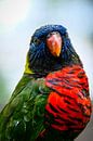 Portrait eines Lorinii Papageis von pixxelmixx Miniaturansicht