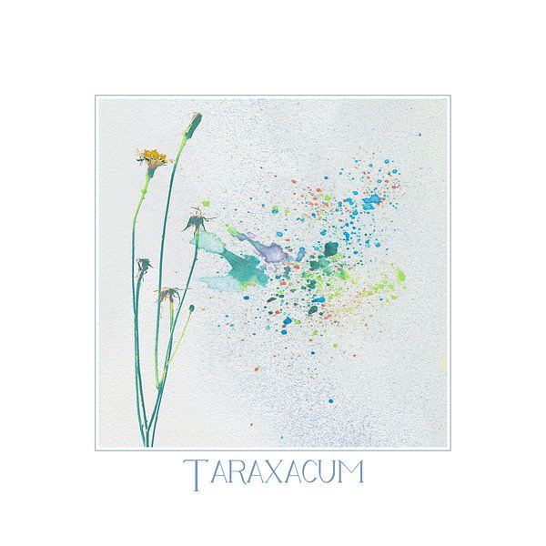 taraxacum  par Yvonne Blokland