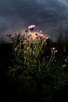 Akkerdistel tegen zonsondergang