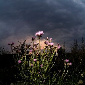 Akkerdistel tegen zonsondergang van Marcel Admiraal