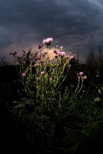 Chardon des champs sur fond de coucher de soleil