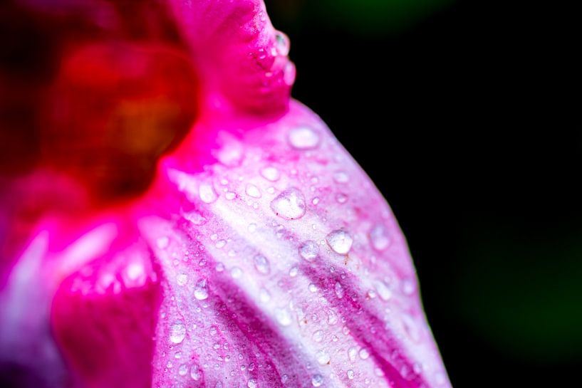 Raindrops on a flower by Dennis Venema