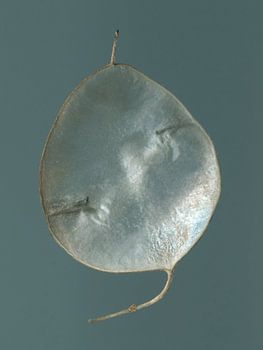 Murmures de l'été indien - Hydrocotyle de Judas