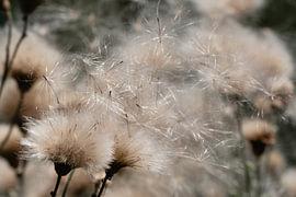 Samenstand einer Distel - Bereit für den Wind von Acharya Fotografie