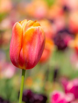 Tulp in het bloembed