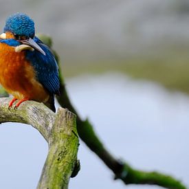 kingfisher by Mark de Paauw