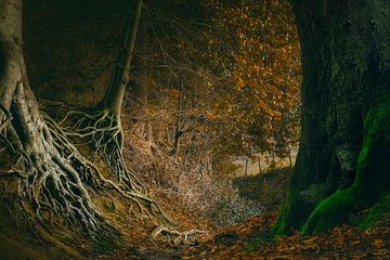 Spookachtig bos van Peter Bolman