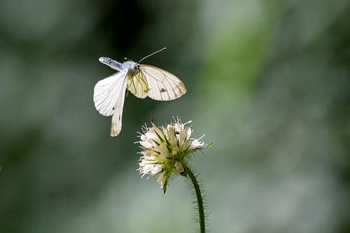 Caught in flight