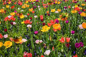 Schöne bunte Wildblumen