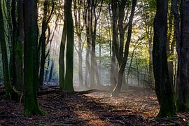 Het bos van de dansende bomen