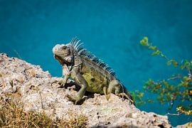 Iguanas Curacao by Gladys van Schaijk