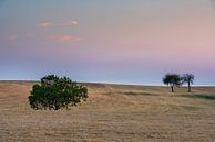 Drie bomen bij zonsondergang van Daan Kloeg thumbnail