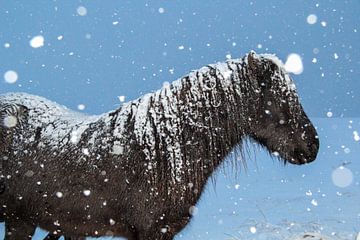 IJslander in de sneeuw by Marie-Christine Alsemgeest-Zuiderent