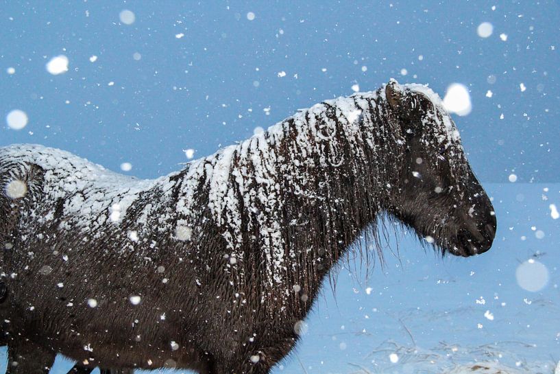 IJslander in de sneeuw par Marie-Christine Alsemgeest-Zuiderent