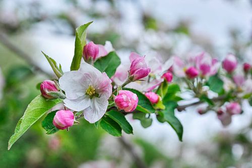 Branche fleurie