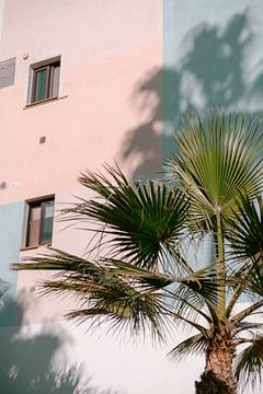 Palmboom zomervibe | Pastelkleuren Natuur Foto | Tenerife Reisfotografie van HelloHappylife