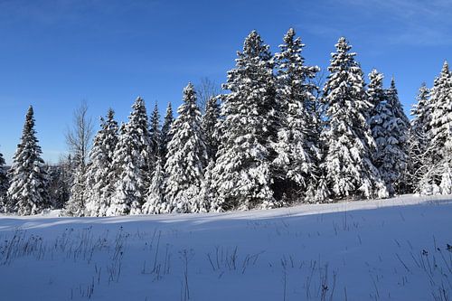Het recreatiegebied in de winter