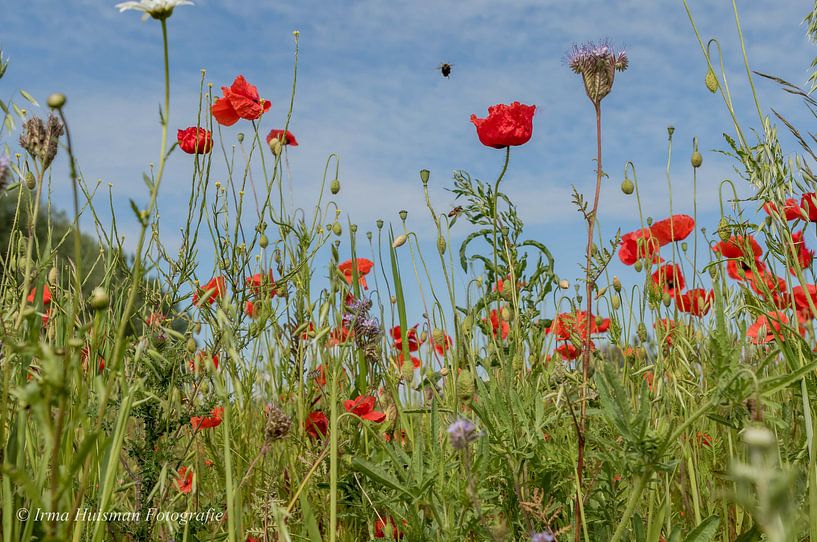 Poppy field by Irma Huisman