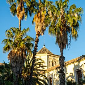 Palm trees and library by Dieter Walther