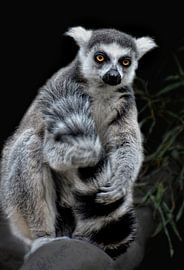 while my guitar gently weeps by Joachim G. Pinkawa