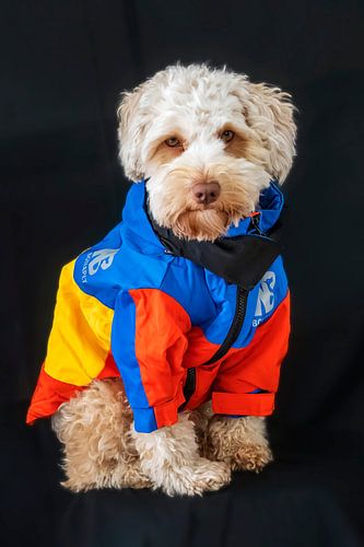 Labradoodle robuste sur Wilna Thomas