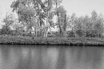 Des vaches entre les arbres