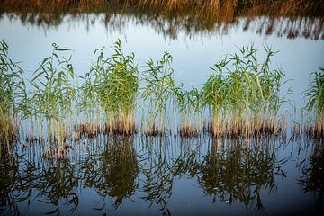 Frisches Schilf von Jan van der Knaap