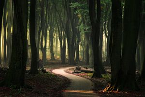 Winding road in the forest von Edwin Mooijaart