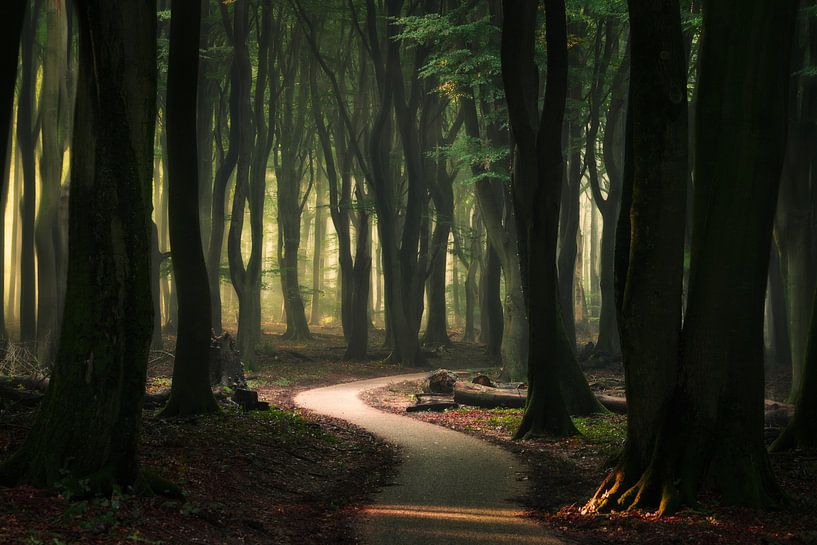 Winding road in the forest par Edwin Mooijaart