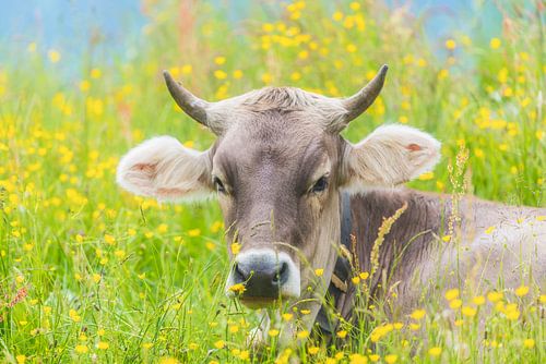 Koe in de Allgäu