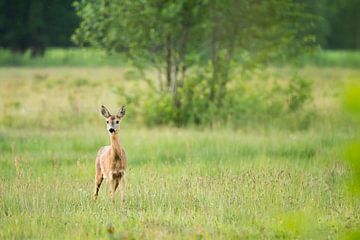 Roe in Soeren trousers by Danny Slijfer Natuurfotografie