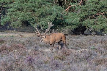 Red deer by Merijn Loch