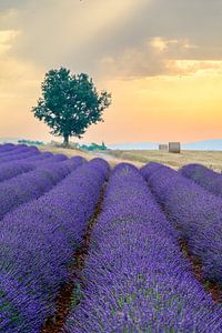 Lavendelblüte in der Provence bei Sonnenuntergang