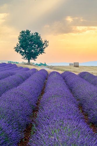 Bloeiende lavendel in de Provence tijdens zonsondergang