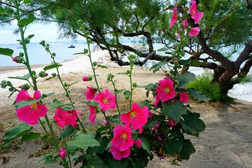 Des roses trémières sur une plage naturelle sur Thomas Zacharias