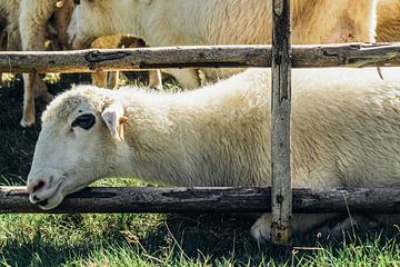 Schafe im Holzzaun von Patrycja Polechonska