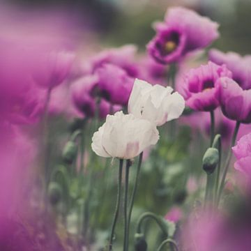 Papaver van Caroline Meister