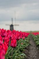 Rode Tulpen