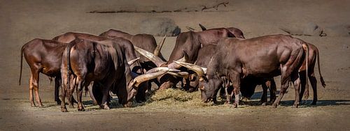 Kudde watusirunderen (panorama)