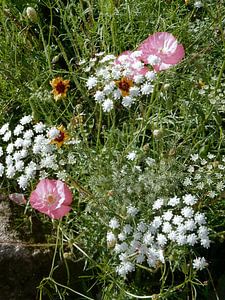 Englischer Landhausgarten Blumen 3